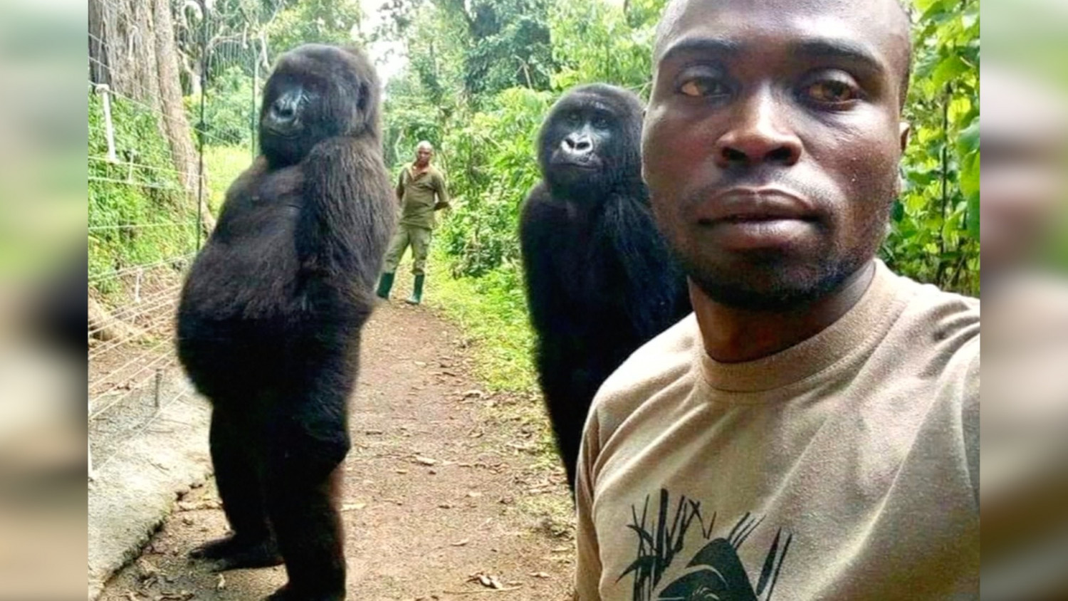 Congo Park Ranger Tells of Taking Viral Selfie With Gorillas