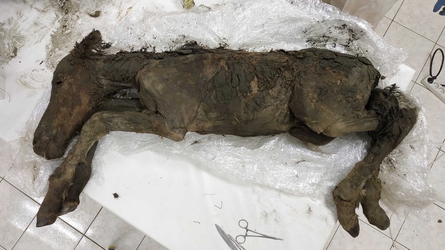 Liquid Blood and Urine Found Inside 42,000-Year-Old Foal