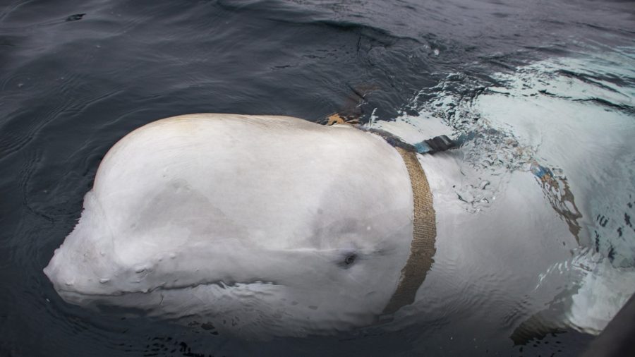 Beluga Whale With Russian Harness Raises Alarm in Norway