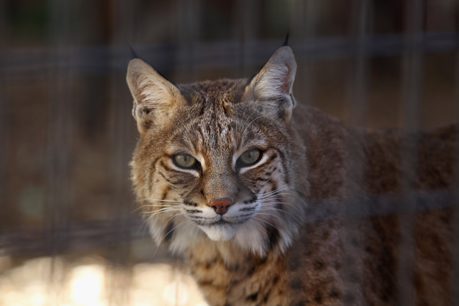 Rabid Bobcat Attacks Golfer and Horse in Connecticut, Meets a Fatal End