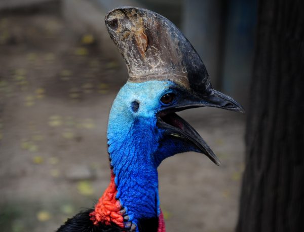 Florida Man Kept One of the World’s Most Dangerous Birds as a Pet. It Ended in Death