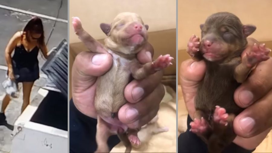 Police Investigate California Woman Suspected of Abandoning Puppies at Dumpster