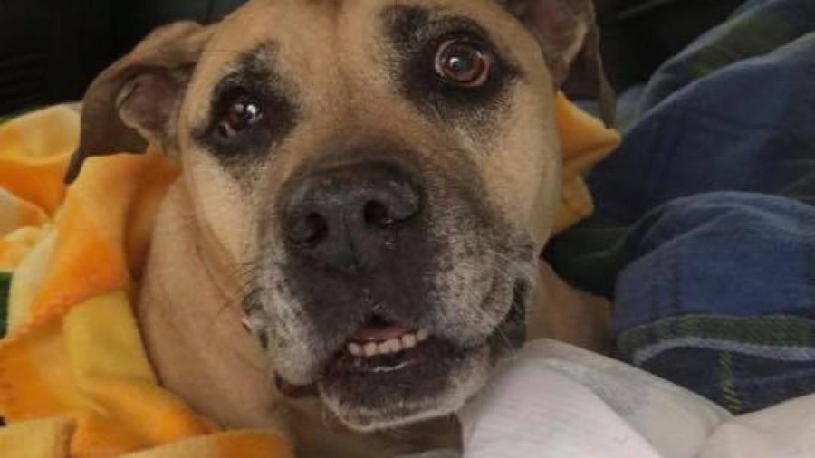 Animal Control Investigates Dog Owner for Denying Medical Care to Animal