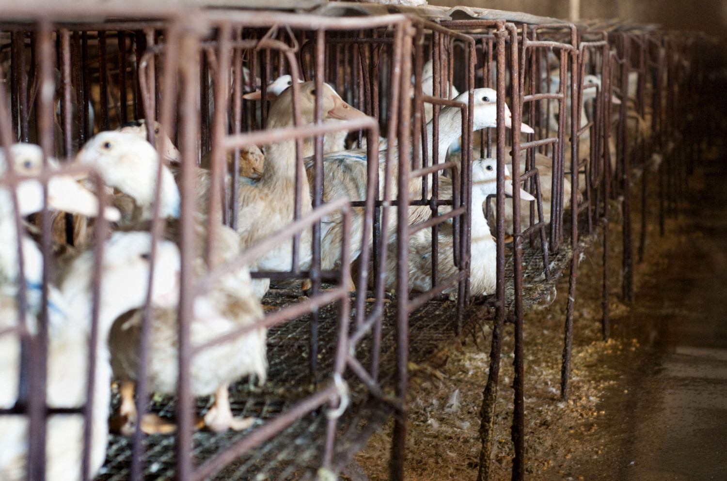Ducks in cages at a farm in Yanqing District, outside Beijing on Jan. 27, 2010. (OLLI GEIBEL/AFP/Getty Images)