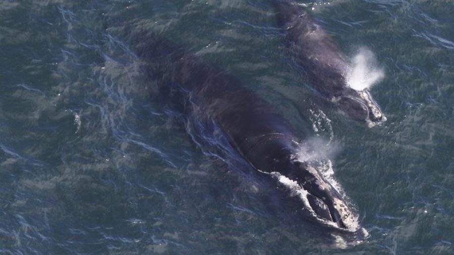 Endangered Whale Experiencing Mini-Baby Boom Off New England