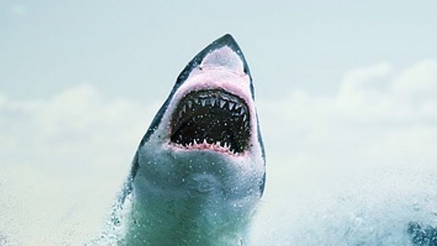 Diver Captures Massive White Shark Charging at Him