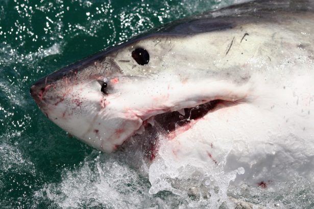 A file photo of a great white shark in Gansbaai, South Africa, on Oct. 19, 2009. (Dan Kitwood/Getty Images)
