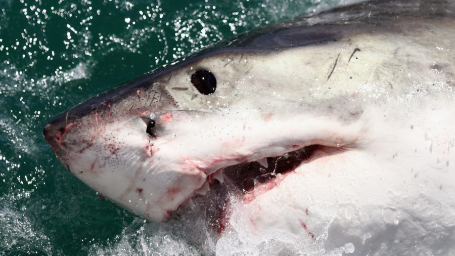 Shark Expert Warns Swimmers After 11 Sharks Spotted in Cape Cod Bay