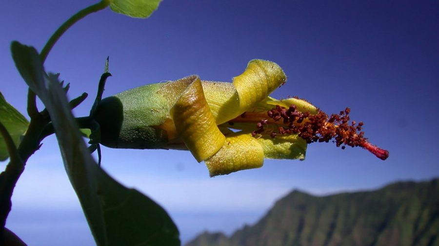 Hawaiian Flower, Thought Extinct, Rediscovered by a Drone