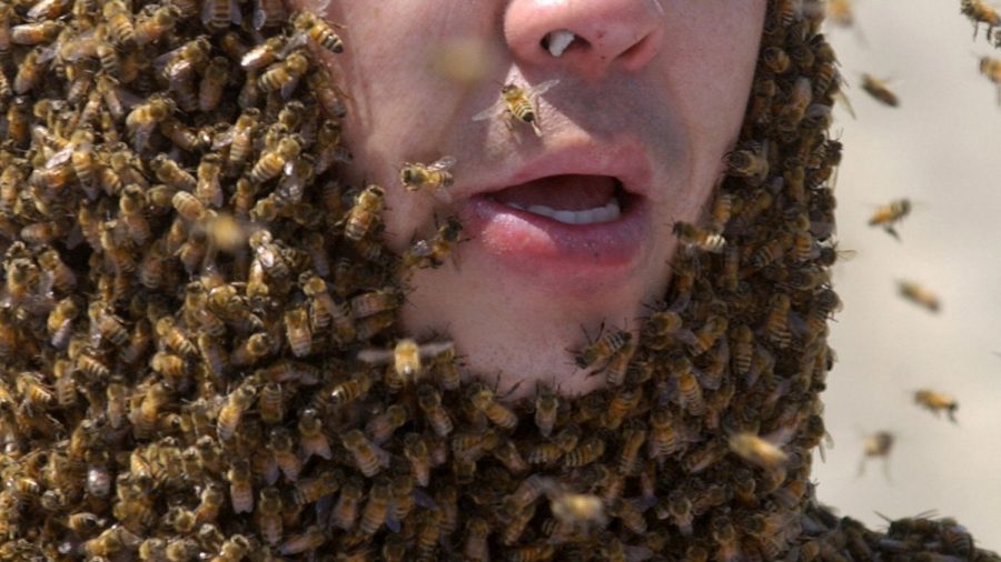 Man Dies After Being Attacked by a Swarm of Bees, Found Covered in Hordes in Front Yard