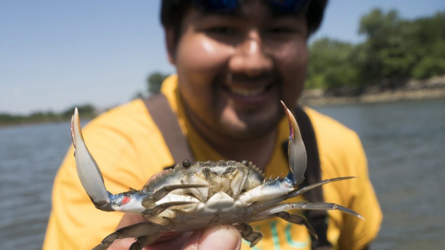 Recreational Crabbing Season Underway in Maryland