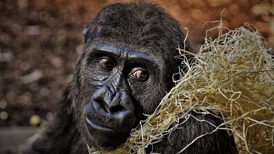 Last of the World’s Critically Endangered Gorillas Pose for Selfies With Anti Poaching Rangers