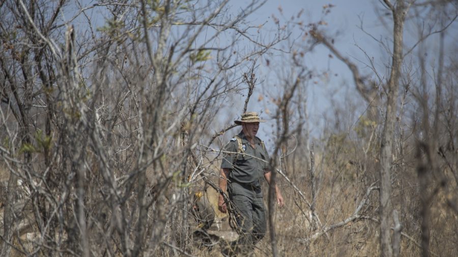 Poacher Eaten by Lions After Getting Killed by Elephant