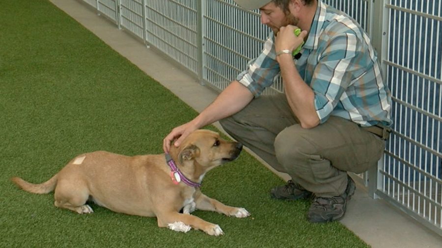 Man on Road Trip Finds Lost Dog, Months Later Returns to Adopt Her