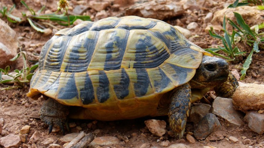 Death of Rare Turtle Leaves 3 Remaining in the World
