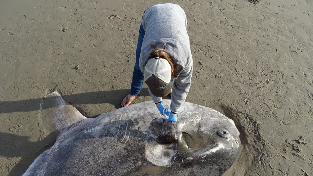 Researchers first thought the massive, strange-looking fish was a similar and more common species of sunfish—until someone posted photos on a nature site and experts weighed in. (Thomas Turner/CNN)