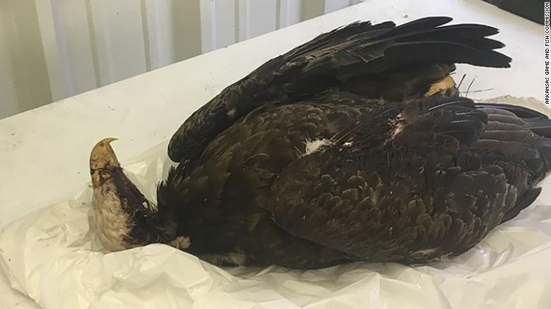 Authorities in Arkansas Are Searching for Whoever Killed a Female Bald Eagle Near Her Nest