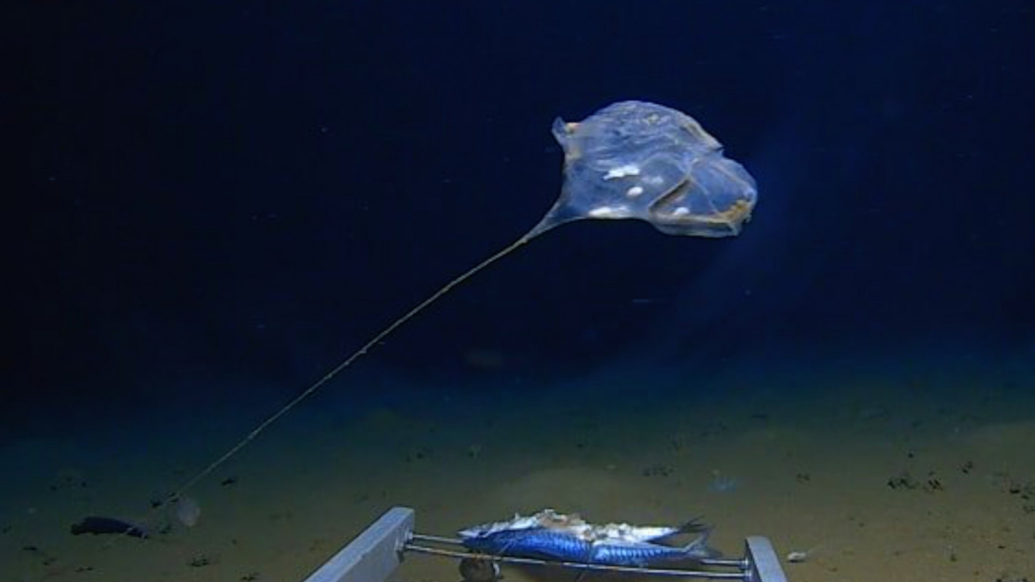 Is This a New Type of Jellyfish in the Indian Ocean?