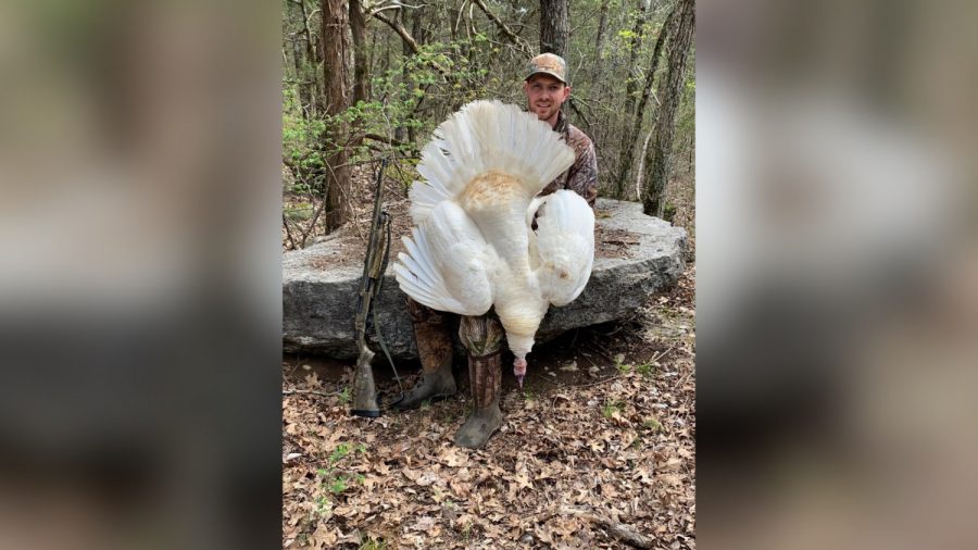 Tennessee Hunter Shoots Pure White ‘Turkey of a Lifetime’