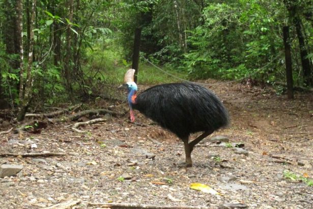 Endangered cassowary roams in the Daintree National Forest, Australia. On June 30, 2015. (Wilson Ring/AP Photo)