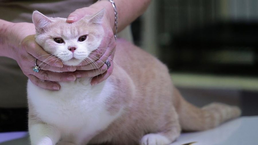 British Shorthair Cat Survives Fall From 18th Floor Apartment