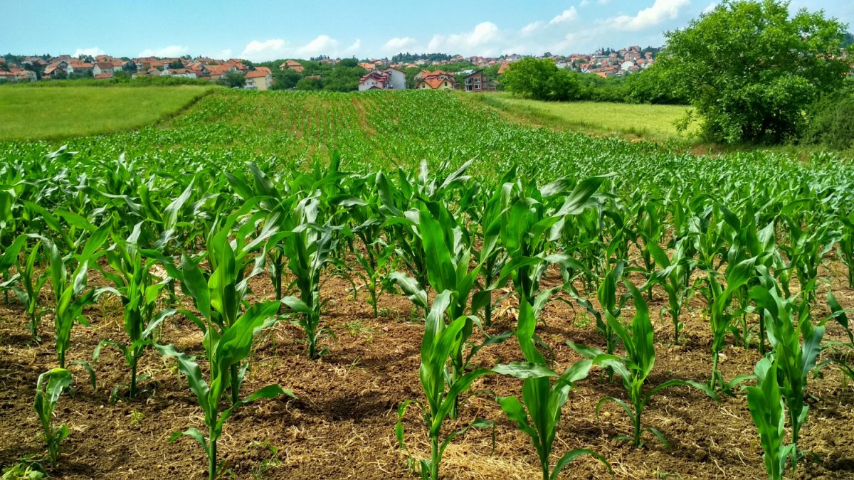 A cornfield. (Flambo/Pexels.com)