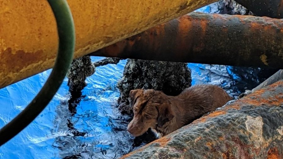 Dog Found Swimming 130 Miles Off the Coast of Thailand