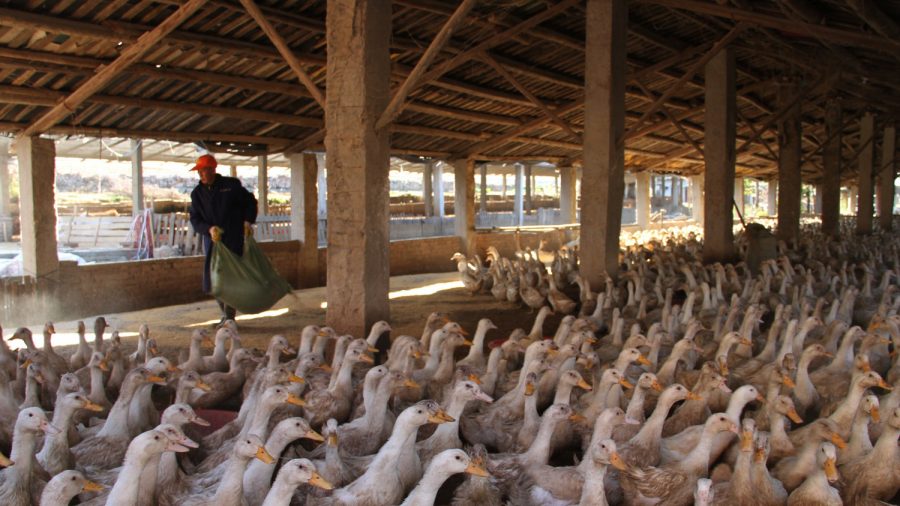 In Growing Trend, Chinese Authorities Crack Down on Duck Meat Company, Seize Assets