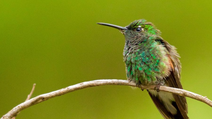 Hummingbird Returns Every Year to Visit Man Who Rescued It