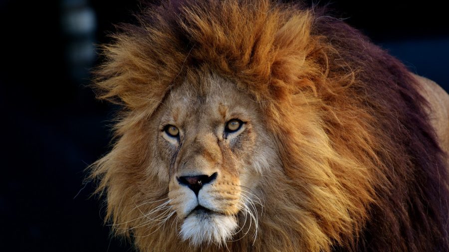 Man Mauled to Death by 3 Lions in Enclosure, All Lions Shot Dead
