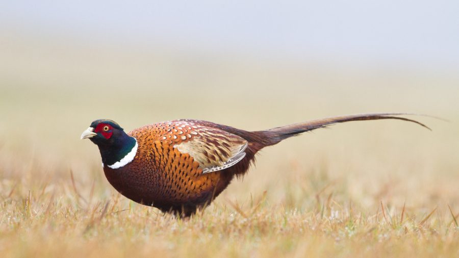 Police Officer on Motorcycle Dies After Crashing into Pheasant: Report