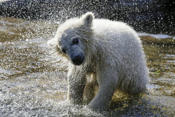 The polar bear cub Hertha shakes of water, after the announcing of her name, at the Tierpark zoo in Berlin, on April 2, 2019. (Markus Schreiber/AP Photo)