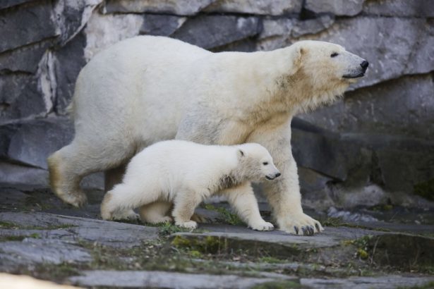 The polar bear Tonja and her cub Hertha walk in their enclosure, after the announcing of the cub's name, at the Tierpark zoo in Berlin, on April 2, 2019. (Markus Schreiber/AP Photo)