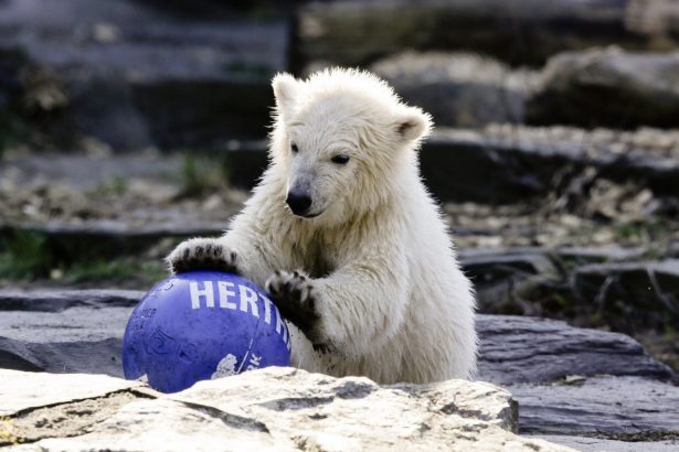 The polar bear cub Hertha plays with a ball of soccer club Hertha BSC, after the announcing of her name, at the Tierpark zoo in Berlin, on April 2, 2019. (Markus Schreiber/AP Photo)