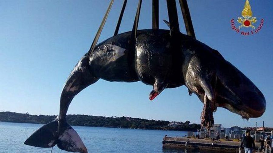 Pregnant Whale Washed Up on Shore Had 48 Pounds of Plastic in Stomach
