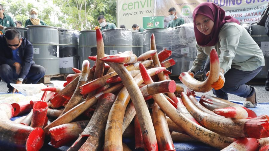 Malaysia Destroys 4 Tons of Ivory Tusks, Products