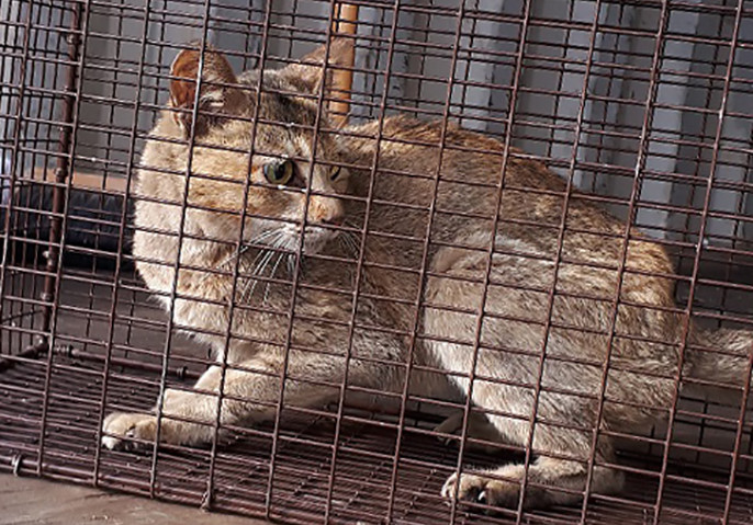 The cat, named Stowaway, after being captured. (British Columbia SPCA)