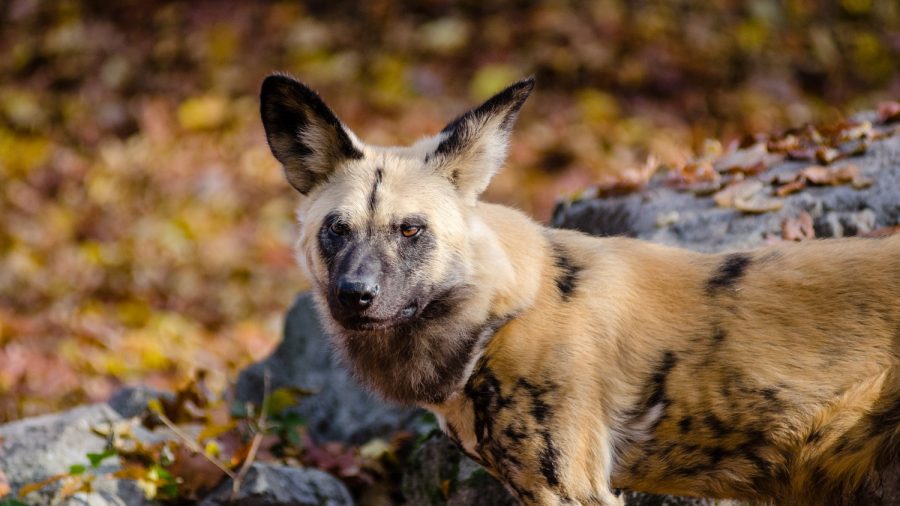 African Painted Dog Killed by Collapsing Gate at Zoo Miami