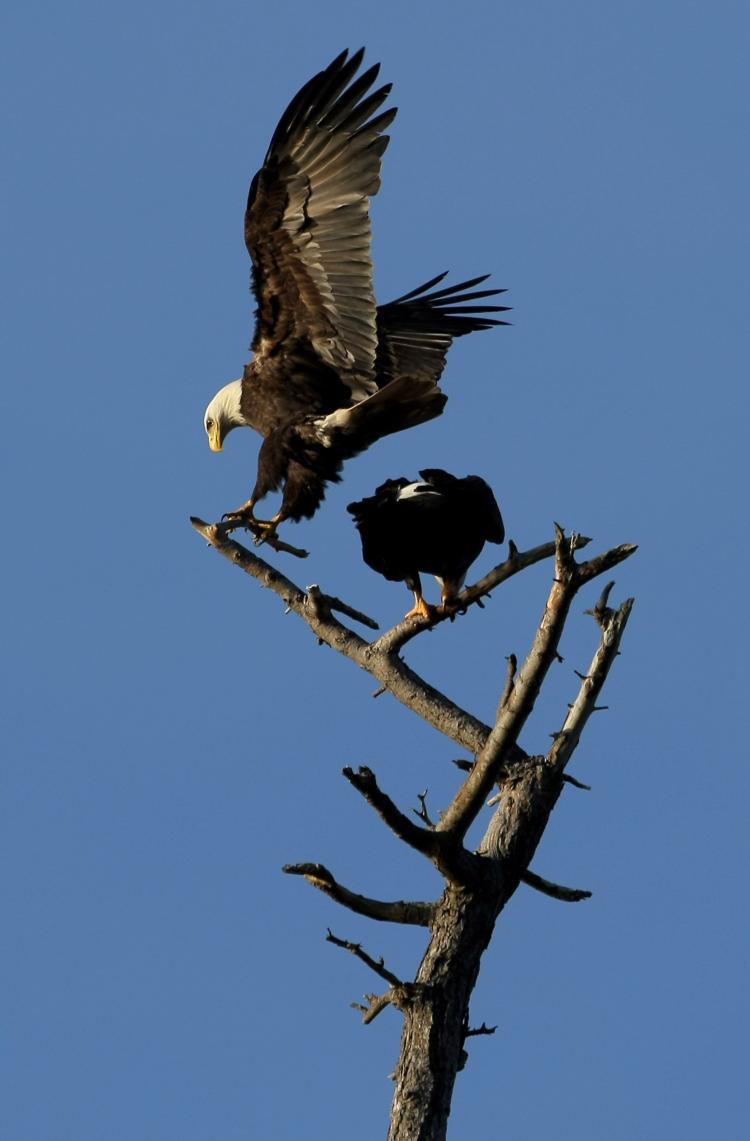 A pair of bald eagles perch on a tree near English Bay, Vancouver, in March 2009. (Doug Pensinger/Getty Images)