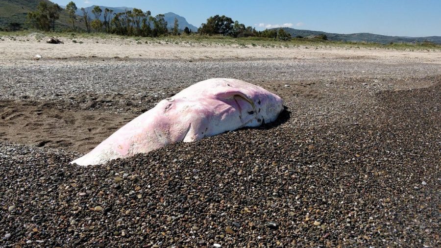 Young Sperm Whale Found Dead in Sicily With Stomach Full of Plastic