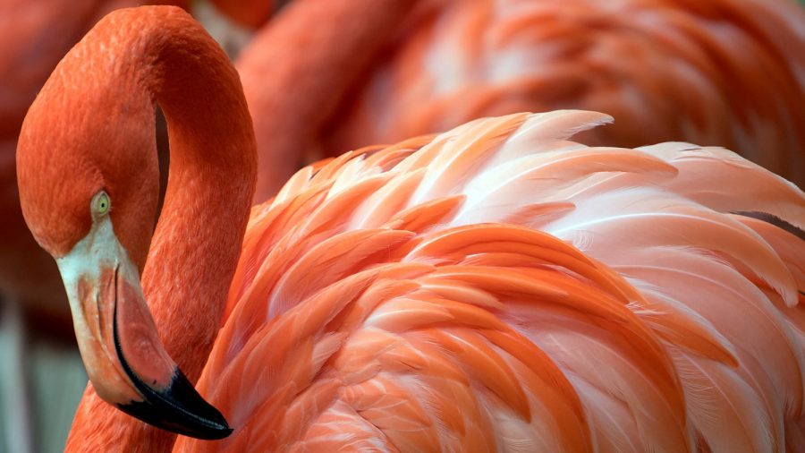 A Flamingo in an Illinois Zoo Had to Be Put Down After a Child Threw a Rock at It