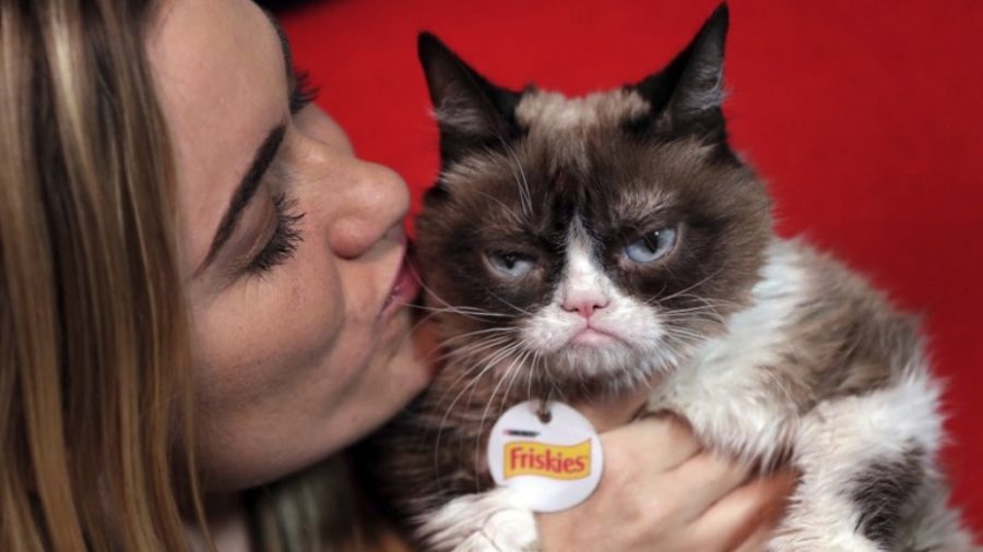 Grumpy Cat, Who Entertained Millions Online, Dies at Age 7