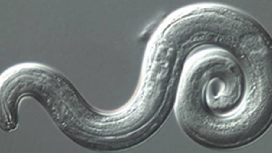 Parasite in Paradise: Rat Lungworm Disease Confirmed in Three Hawaii Visitors