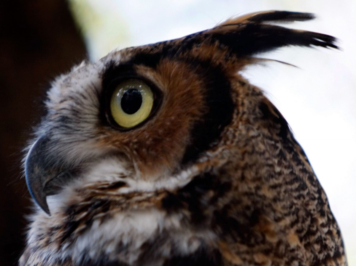 A Horned Owl is seen at the Florida Keys Wild Bird Rehabilitation Center in Tavernier, Fla., on Dec. 8, 2009. (Joe Raedle/Getty Images)