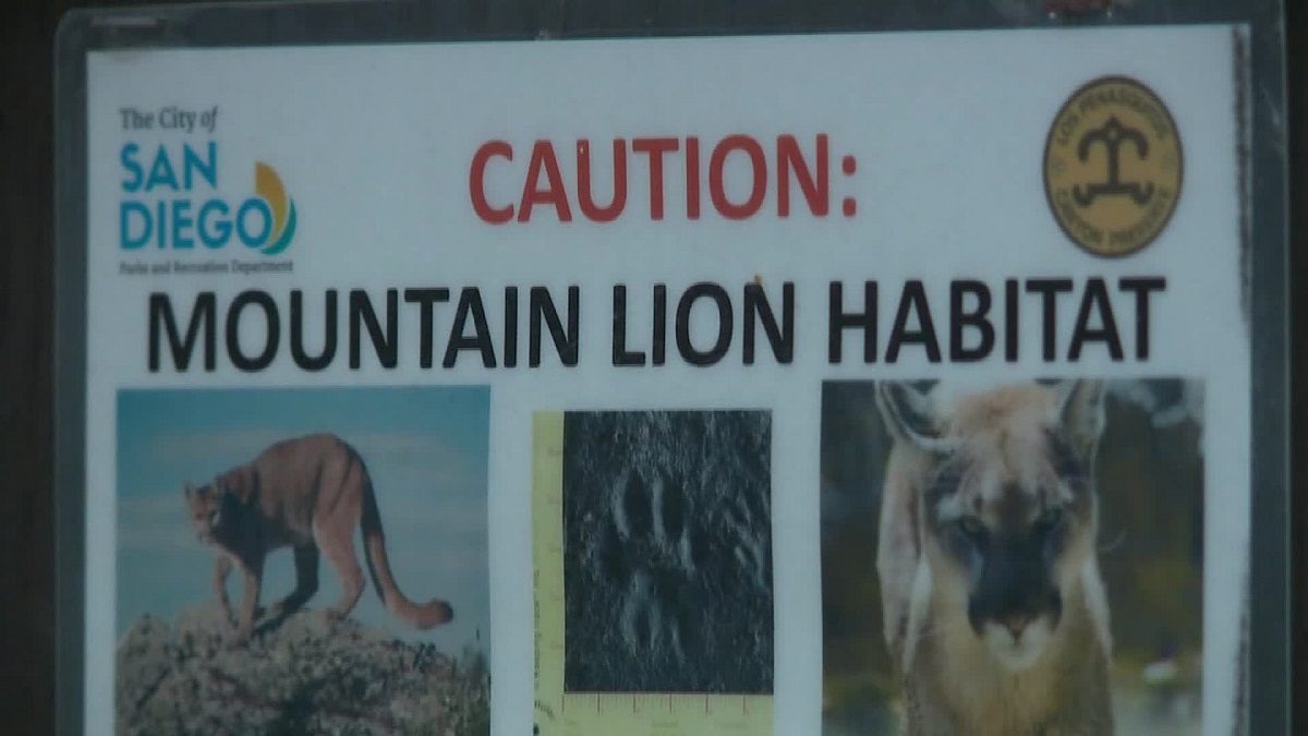 A 4-year-old boy was attacked at a nature preserve by a female mountain lion, who was later euthanized, on May 27,2019. (KSWB via CNN)