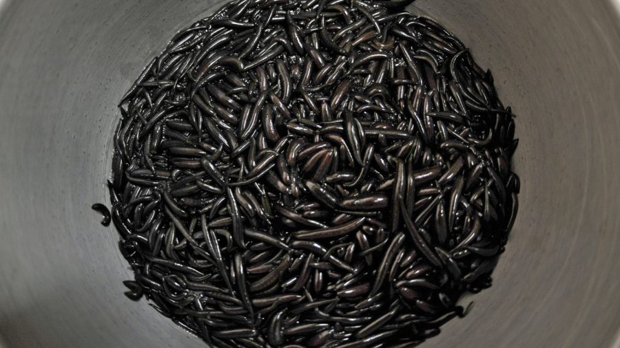 Flight Passenger Fined $15,000 for Carrying Thousands of Leeches in Carry On Luggage