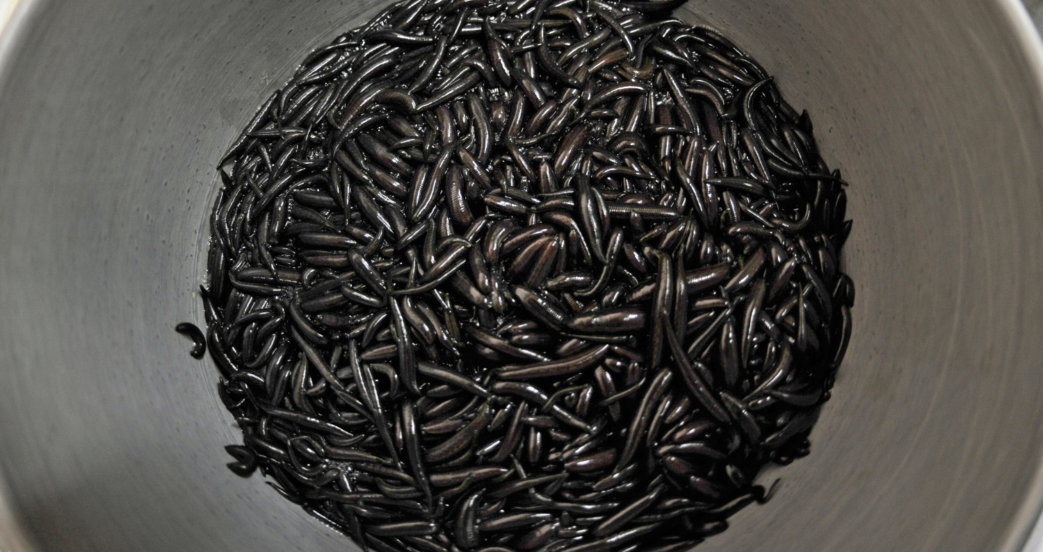 Flight Passenger Fined $15,000 for Carrying Thousands of Leeches in Carry On Luggage