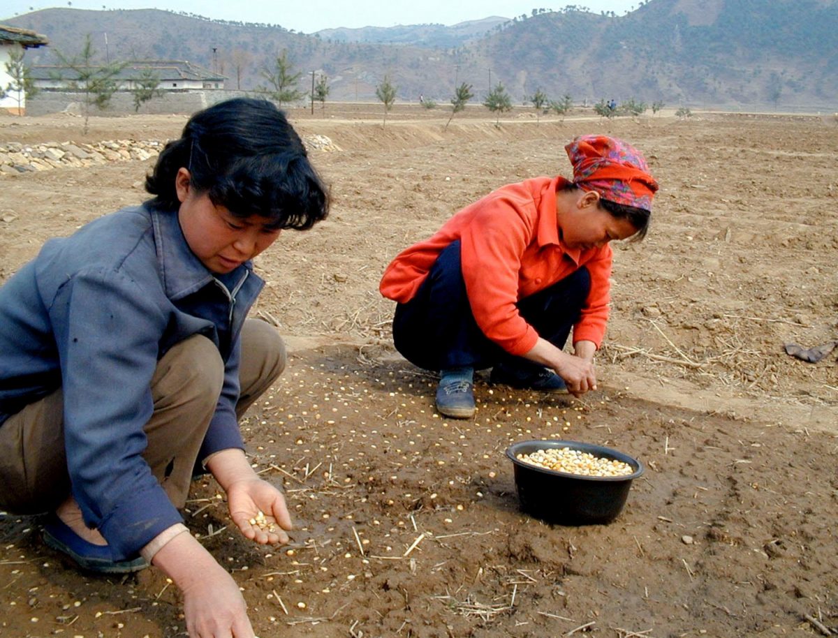 North Korean women plant maize in North Hwanghae province, about 120 km southeast from the North Korean capital Pyongyang on April 17, 2000. (Peter Smerdon/AFP/Getty Images)