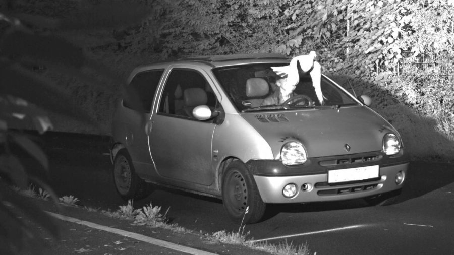 Pigeon’s Perfect Timing Helps Save Driver From Copping a Speeding Fine