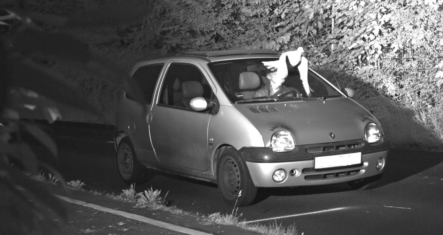 Pigeon’s Perfect Timing Helps Save Driver From Copping a Speeding Fine